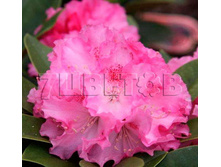Rhododendron yakushimanum Excelsior ����������� ������������ ���������� -22�C 5 ltr 20-25 € 16,37 1 228,05�..jpg