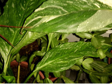 ����������� ����������� "������"