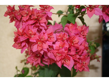 ����������� Double Lilarose- �������� ..