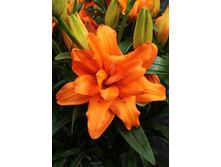 39,12���. ����� ����� ����C(��� 5 ��. ���������� �� 2��.).jpg