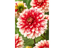 71,6���. �������� ������ ���(�������� ���� �� 1 ��., ����������� ����� 1��.).jpg