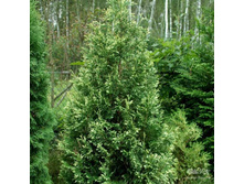 97,2���. ��� Thuja occidentalis Silver Smaragd_P10.5.jpg