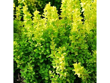 174���. �������� �������� �����.jpg