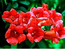 Campsis radicans Gabor ������� ������������� ����� 2 ltr € 6,06 454,33�..jpg
