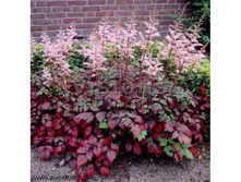 Astilbe Color Flash�������� ����� ����€ 1,44 105,12 ₽.jpg