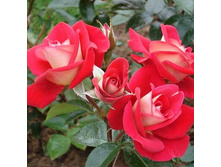 Rosa floribunda Heimatmelodie.jpg