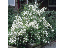 144���. �������� ��� �����.jpg