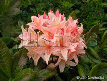 Azalea knap hill Chanel ������ ���-���� ������ -27�C 5 ltr 50-60 € 14,56 1 092,11�..jpg