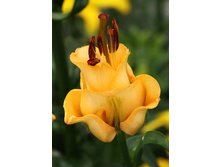 72,23���. ����� ������� �����(�������� ���� �� 3 ��., ����������� ����� 1��.).jpg