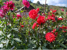 IMG 20160827 133035 HDR.jpg