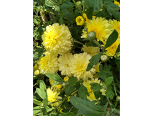 IMG 20160827 133217 HDR.jpg