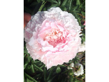 725���. ���� ������ �������(�������� ���� �� 1 ��., ����������� ����� 1��.)���17.jpg