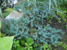 202,8���. ������������ Juniperus squamata Blue Star C2.jpg