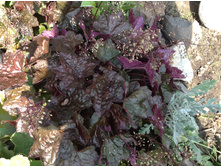 �������, ���������� �� �����