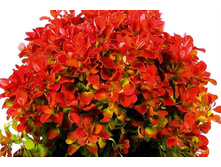 �������� �������� ���� ����-284�.