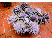 �������� ���� ���� ��� �������� ( Echeveria 'Perle von Nurnberg' )