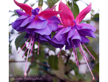 ������ Cecile