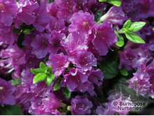 ������ ����� �����-143