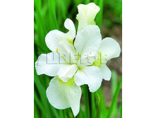 Iris sibirica Gull s Wing ���� ��������� ����� ���� € 0,77 56,21���..jpg