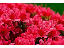 Azalea japonica Rubinstern ������ �������� ���������� -22�C 1 ltr 8-12 € 4,14 310,49�..jpg