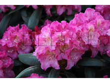 Rhododendron yakushimanum Kalinka ����������� ������������ ������� -26�C 5 ltr 20-25 € 16,37 1 228,05�..jpg