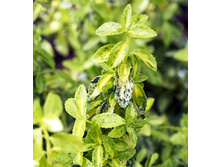 135���. ��������� ������� ������ �������.jpg