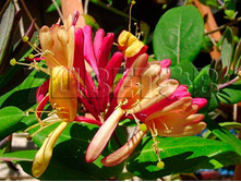 Lonicera heckrottii Goldflame ��������� �������� �������� 2 ltr € 4,95 371,08�..jpg