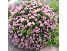 122���. ������ �������� ���� ��������.jpg