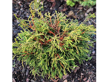 176,4���. ����������� Chamaecyparis obtusa Gitte_P10,5 rond.jpg