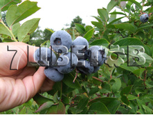 Vaccinium corymbosum Darrow �������� ������������ ������ -22�C 2,5 ltr 30-40 € 6,36 477,17�..jpg