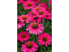 Echinacea purpurea Sensation Pink �������� ��������� �������� ���� € 2,85 208,05���..jpg