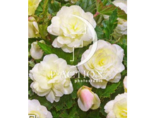 58,13���. ������� ����� ����(�������� ���� �� 3 ��., ����������� ����� 1��.)���17.jpg