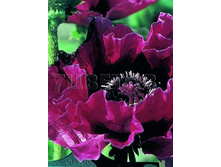 Papaver orientale Harlem ��� ��������� ������ € 1,41 102,93���..jpg
