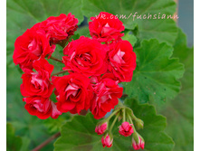 ���������� ������������