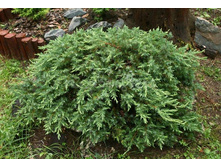 86,7���. ������������ Juniperus conferta Schlager.jpg