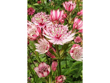 172,1���. ��������� ��������� ����� ����(�������� ���� �� 1 ��., ����������� ����� 1��.)���17.jpg