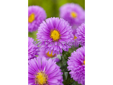 68,7���. ����� �������� �������(�������� ���� �� 2 ��., ����������� ����� 1��.)���17.jpg