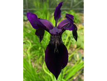 Iris chrysographes ���� ����-��������� (���������-���������) € 1,27 92,71���..jpg