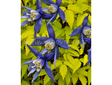 �������� ��������� ����-185.jpg