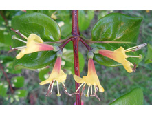 Lonicera henryi Copper Beauty ��������� ����� ����� ����� 2 ltr € 6,66 499,33�..jpg