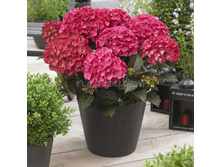 ��������� ��� �����-183�.jpg