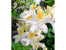 135���. ������ �������� ������ ���-�����.jpg