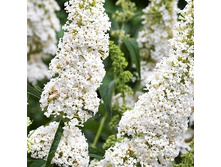 150���. ������� ������ ���� ��������.jpg