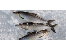 ����� ���� �� ��������� �������..jpg