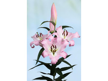 38,28���. ����� ������(��� 5 ��. ���������� �� 2��.)���17.jpg