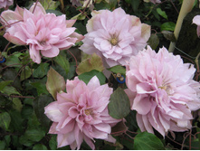 �������� ������ ��������-229.jpeg