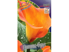 66,3���. ����� ����� ����(�������� ���� �� 2 ��., ����������� ����� 1��.).jpg