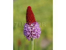 Primula vialii ������� (��������) ����� € 0,75 54,75���..jpg