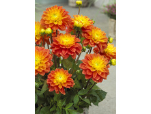 81���. �������� ������ ��������(�������� ���� �� 1 ��., ����������� ����� 1��.)���17.jpg