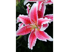 29,32���. ����� ���� ��������(��� 5 ��. ���������� �� 2��.)���16.jpg